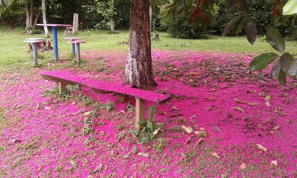 Pouso Jambo Rosa Otel Valenca  Dış mekan fotoğraf