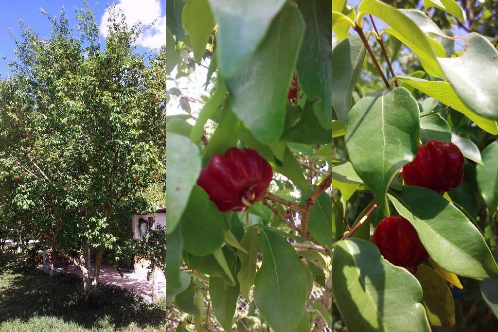Pouso Jambo Rosa Otel Valenca  Dış mekan fotoğraf